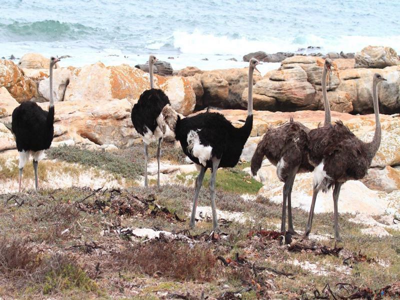 Albatross Guest House Simonʼs Town Kültér fotó
