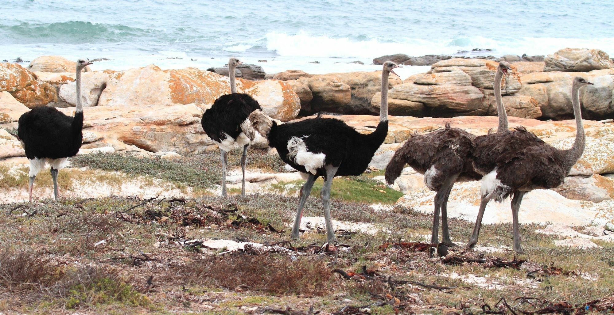Albatross Guest House Simonʼs Town Kültér fotó